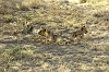 LionCubs